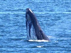 (Humpback Whale) breaching profile