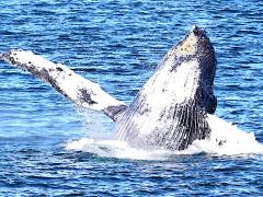 (Humpback Whale) breaching ventral