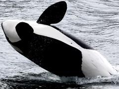(Orca) breaching back