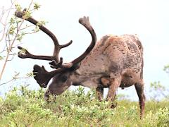 (Caribou) grazing