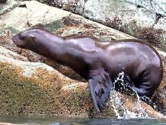 (Steller Sea Lion) female crawling