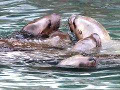 (Steller Sea Lion) swimming