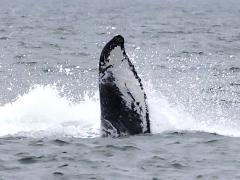 (Humpback Whale) Kelp fluke left