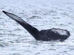 (Humpback Whale) Kelp fluke ventral