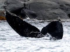 (Humpback Whale) Riddler fluke dorsal