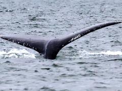(Humpback Whale) fluke upperside