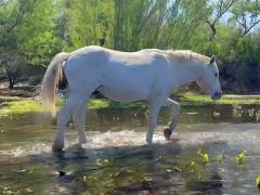 (Domestic Horse) wading