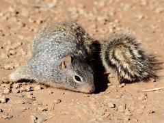 (Rock Squirrel) face