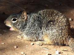 (Rock Squirrel) profile