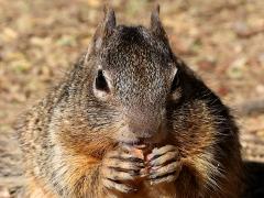 (Rock Squirrel) feeding face