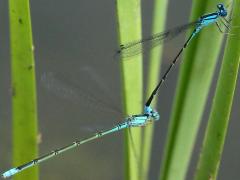(Slender Bluet) mating tandem