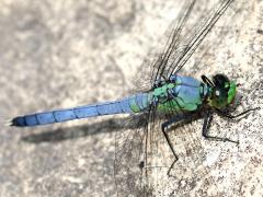 (Eastern Pondhawk) male