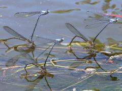 (Powdered Dancer) hover guarded ovipositings