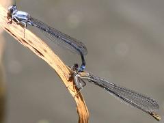 (Powdered Dancer) mating tandem