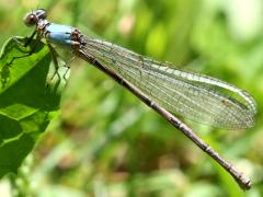 (Powdered Dancer) female blue form