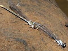 (Powdered Dancer) mating tandem