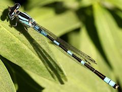 (Tule Bluet) male dorsal
