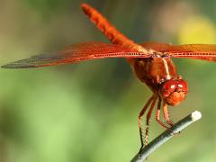 (Flame Skimmer) male face