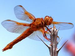 (Flame Skimmer) female ventral