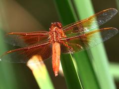 (Flame Skimmer) male dorsal