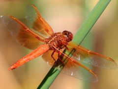 (Flame Skimmer) male lateral