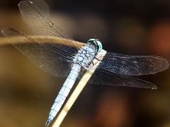 (Blue Dasher) male dorsal
