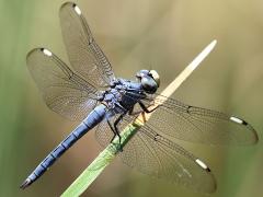 (Comanche Skimmer) male dorsal