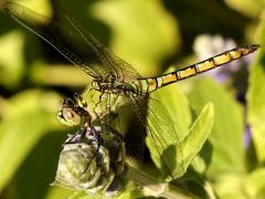 (Western Pondhawk) female profile