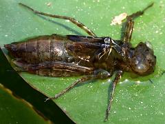 (Skimmer Dragonfly) molted exuvia