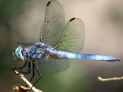 (Blue Dasher) male profile