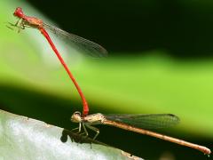 (Desert Firetail) mating tandem