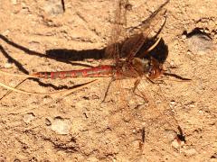 (Variegated Meadowhawk) male profile