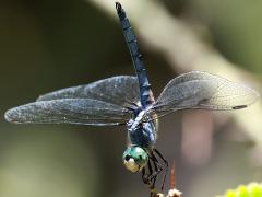 (Blue Dasher) male obelisk dorsal