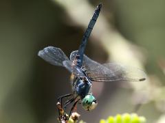 (Blue Dasher) male obelisk lateral
