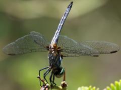 (Blue Dasher) male obelisk ventral