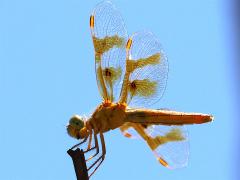 (Mexican Amberwing) female profile