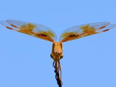 (Mexican Amberwing) female rear