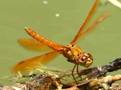 (Mexican Amberwing) male upperside