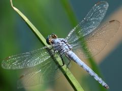 (Western Pondhawk) male dorsal