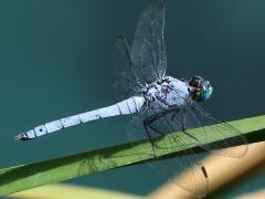 (Western Pondhawk) male lateral