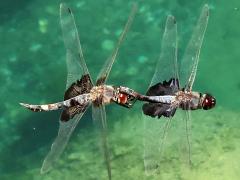 (Black Saddlebags) flying tandem