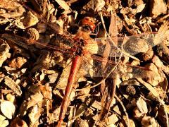 (Variegated Meadowhawk) male dorsal