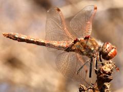 (Variegated Meadowhawk) male lateral