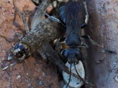 (Japanese Burrowing Cricket) and Arg. Square-headed Wasp