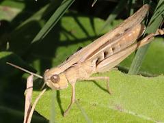 (Eurasian Field Grasshopper) lateral