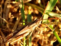 (Eurasian Field Grasshopper) back