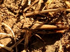 (Eurasian Field Grasshopper) dorsal
