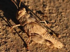 (Pallid-winged Grasshopper) female nymph dorsal