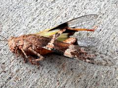 (Pallid-winged Grasshopper) dead profile