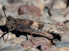 (Pallid-winged Grasshopper) profile